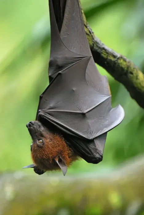 Framed Print : Malayan Flying Fox - hanging upside down - Malaysia Framed Print : Malayan Flying Fox - hanging upside down - Malaysia