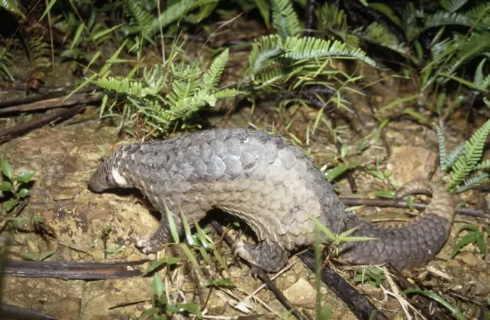 Framed Print : Malayan Pangolin - Vietnam