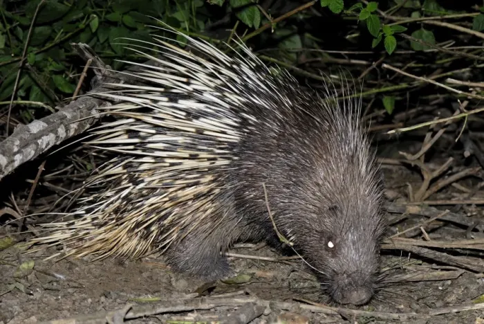 Framed Print : Malayan Porcupine / East Asian Porcupine - Thailand Framed Print : Malayan Porcupine / East Asian Porcupine - Thailand