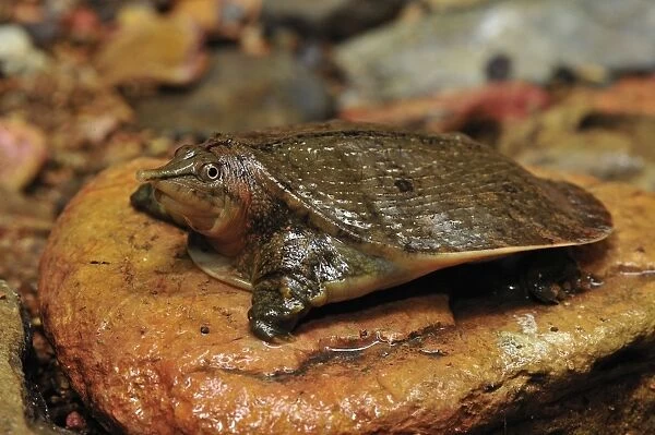 Malayan Soft-shelled Turtle - Gunung Leuser National Park - Northern Sumatra - Indonesia
