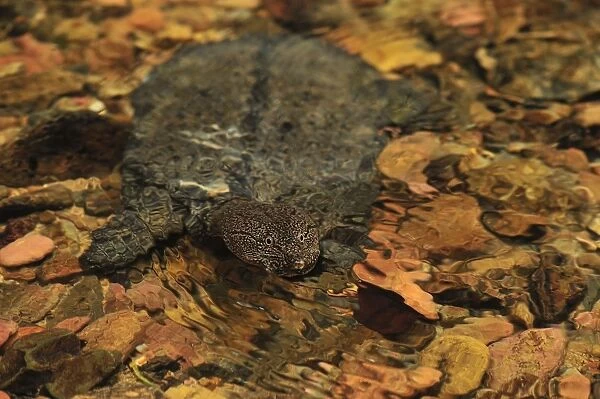 Malayan Soft-shelled Turtle - Gunung Leuser National Park - Northern Sumatra - Indonesia