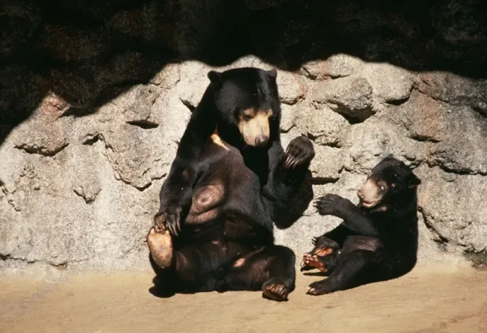 Framed Print : Malayan Sun Bear With cub Framed Print : Malayan Sun Bear With cub