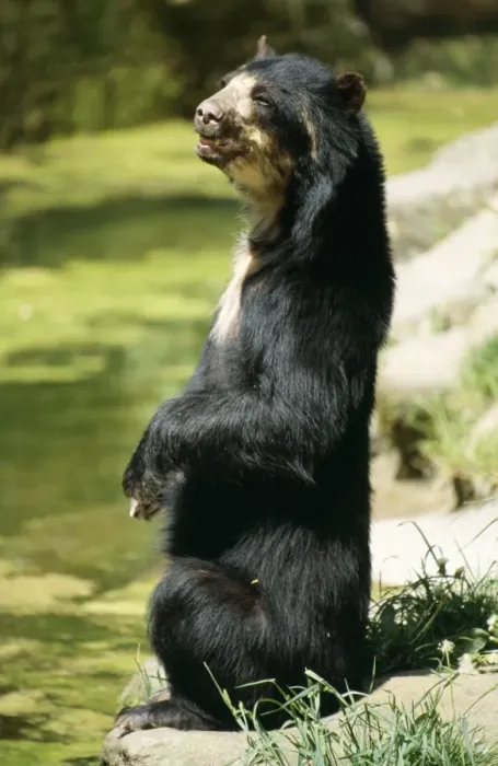 Framed Print : Malayan Sun Bear Malaysia / Asia Framed Print : Malayan Sun Bear Malaysia / Asia