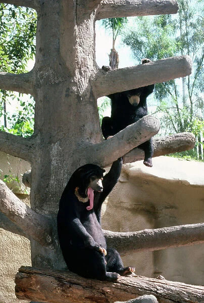 Malayan Sun Bear - showing lonf tongue