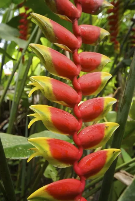 Framed Print : Malaysia Heliconia Rostrata