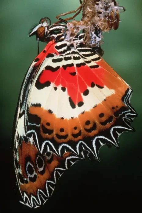 Framed Print : Malaysia Lacewing Butterfly - emerging