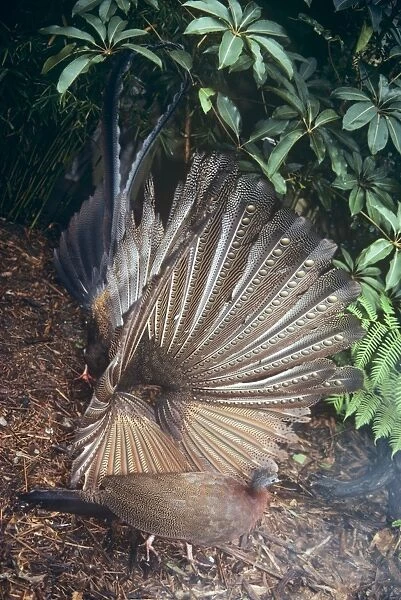 Malaysian Great Argus - male displaying to female