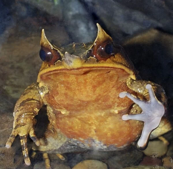 Malaysian Horned Frog - forest floors of Southeast Asia, Himalayas to Indonesia