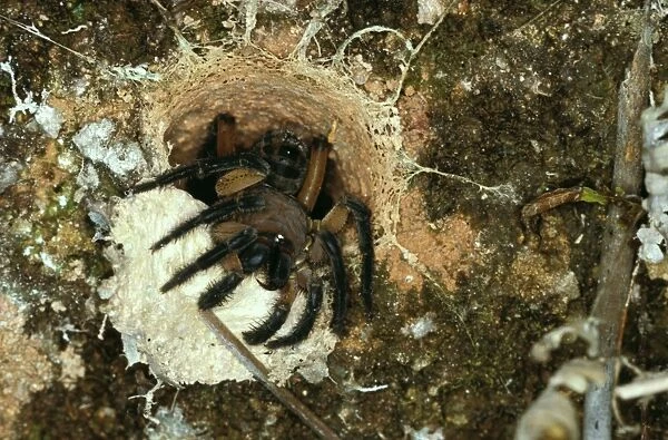 Malaysian Trapdoor Spider - The world's most primitive spider at its burrow entrance, Malaysian Peninsula CLY03365
