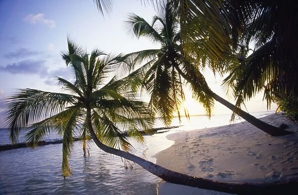 Maldive Island Indian Ocean - beach & palm trees