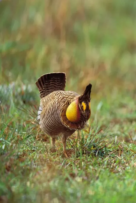 Framed Print : Male Attwater's Prairie Chicken / Grouse - displaying. Attwater Prairie Chicken National Wildlife Refuge, Texas. March. Bg365 Framed Print : Male Attwater's Prairie Chicken / Grouse - displaying. Attwater Prairie Chicken National Wildlife Refuge, Texas. March. Bg365