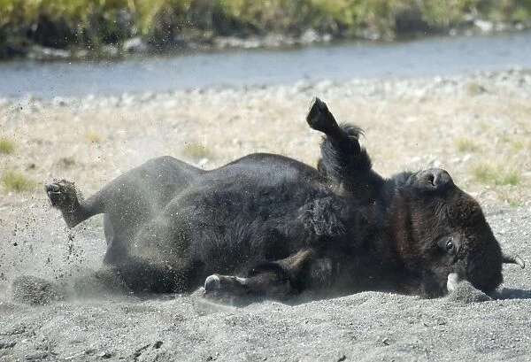 Male bison Dust bathing, this behaviour is more common during the rut. Hayden Valley, Yellowstone NP USA