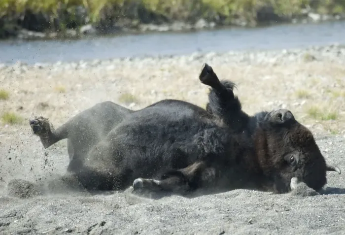 Framed Print : Male bison Dust bathing, this behaviour is more common during the rut. Hayden Valley, Yellowstone NP USA Framed Print : Male bison Dust bathing, this behaviour is more common during the rut. Hayden Valley, Yellowstone NP USA