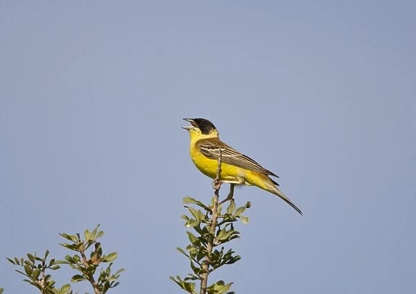 Male Black-headed Bunting singing on territory Rhodes Greece may