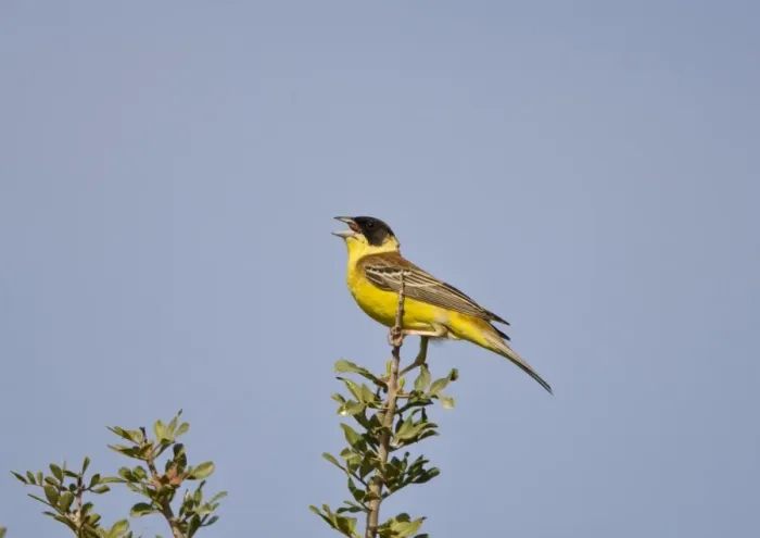 Framed Print : Male Black-headed Bunting singing on territory Rhodes Greece may Framed Print : Male Black-headed Bunting singing on territory Rhodes Greece may