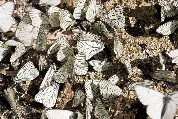 Male Black-veined White butterflies - gathering en masse to acquire mineral salts from damp soil; Ecrins, french alps, France