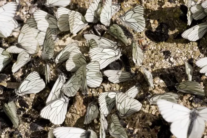 Framed Print : Male Black-veined White butterflies - gathering en masse to acquire mineral salts from damp soil; Ecrins, french alps, France Framed Print : Male Black-veined White butterflies - gathering en masse to acquire mineral salts from damp soil; Ecrins, french alps, France