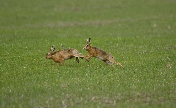 Male Brown Hare chasing female in Oxordshire February
