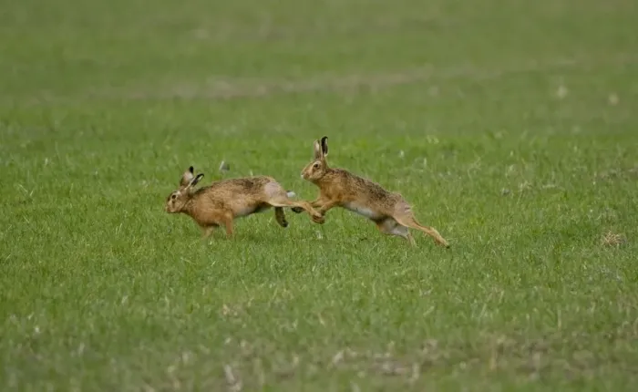 Framed Print : Male Brown Hare chasing female in Oxordshire February Framed Print : Male Brown Hare chasing female in Oxordshire February