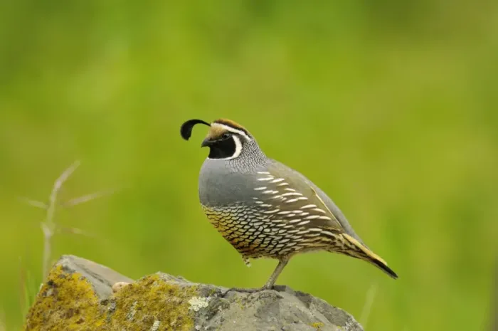 Framed Print : Male California Quail  /  California Valley Quail  /  Valley Quail. Pacific Northwest - USA - Spring _C3B1159