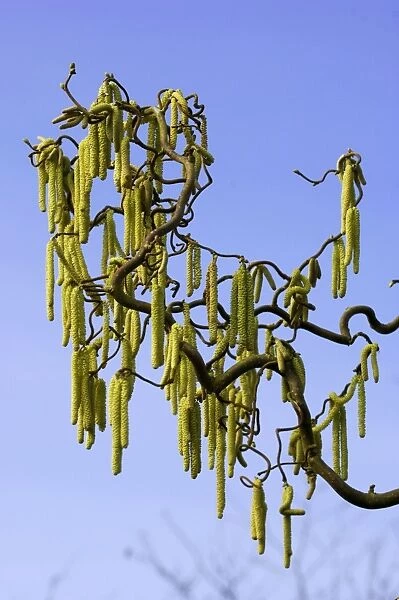 Male catkins of Corkscrew Hazel or cobnut. The catkins arrive in late winter to early spring before mid green leaves appear. Kent garden. March