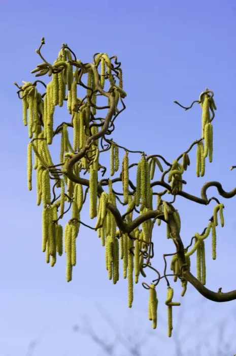 Framed Print : Male catkins of Corkscrew Hazel or cobnut. The catkins arrive in late winter to early spring before mid green leaves appear. Kent garden. March Framed Print : Male catkins of Corkscrew Hazel or cobnut. The catkins arrive in late winter to early spring before mid green leaves appear. Kent garden. March