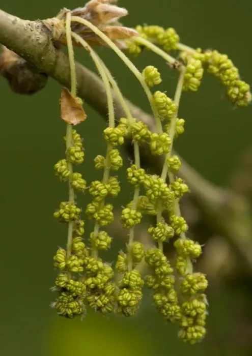 Framed Print : Male catkins of pedunculate (common) oak, spring Framed Print : Male catkins of pedunculate (common) oak, spring