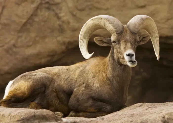 Framed Print : Male Desert Bighorn Sheep - Lying down - Arizona, USA Framed Print : Male Desert Bighorn Sheep - Lying down - Arizona, USA