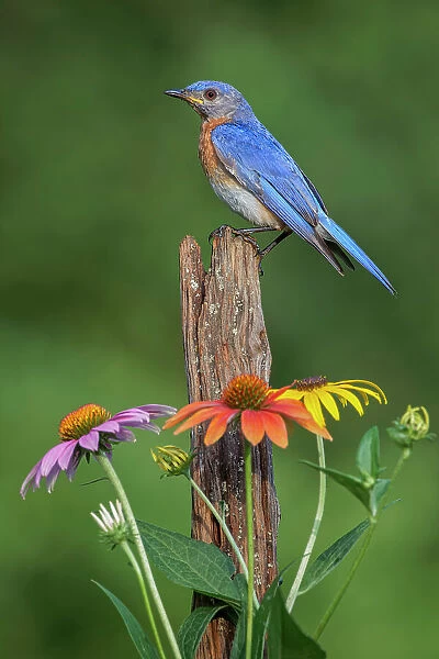 Male Eastern bluebird on old fence post with cone flowers Date: 19-07-2020