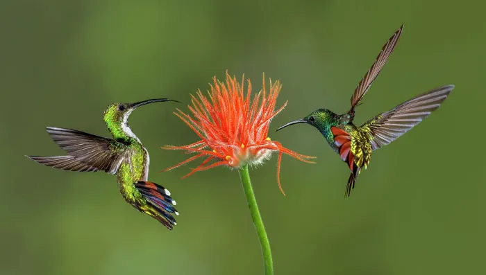 Framed Print : Male and female Green breasted Mango hummingbirds flying, Costa Rica Date: 18-03-2011 Framed Print : Male and female Green breasted Mango hummingbirds flying, Costa Rica Date: 18-03-2011
