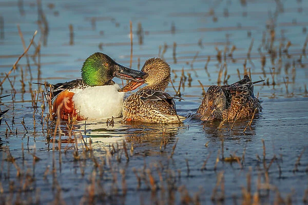 Male with two female Northern shovelers, Bosque del Apache National Wildlife Refuge, New Mexico. Date: 01-01-2000