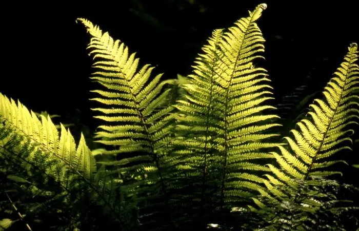 Framed Print : Male Fern - in sunlight Framed Print : Male Fern - in sunlight