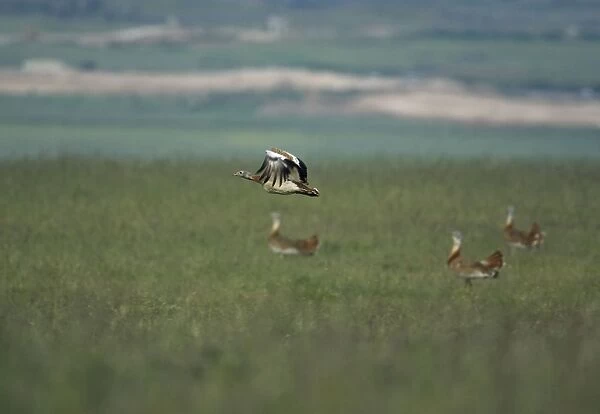 Male Great Bustard in flight at first light Extremadura Spain April