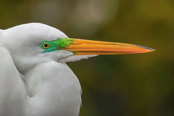 Male Great egret in breeding plumage, Merritt Island National Wildlife Refuge, Florida Date: 31-12-1999