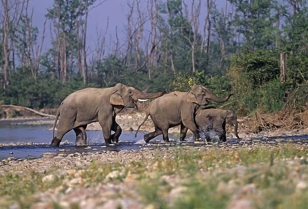 Male Indian  /  Asian Elephant chasing female & calf, Corbett National Park, India