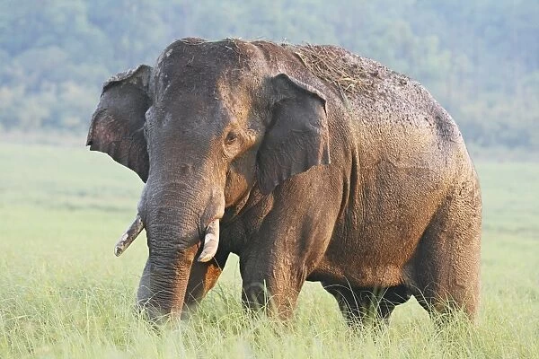 Male Indian  /  Asian Elephant (Tusker) after the bath, Corbett National Park, India