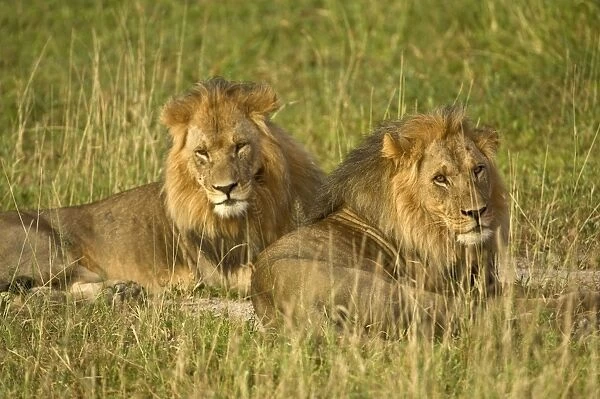 Two male lions - close up resting in evening light - Kalahari - Botswana