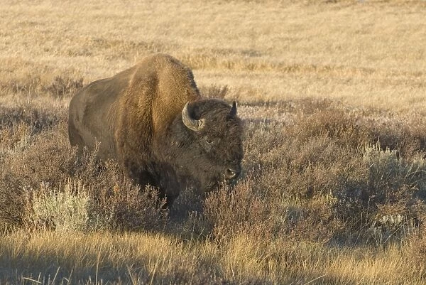 Male Lone bull in Gardeners Hole Yellowstone NP USA