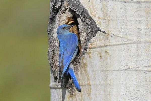 Male Mountain Bluebird - at nest cavity in aspen tree - Western U. S. - June _D3C4062