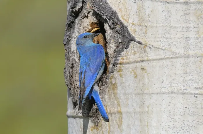 Framed Print : Male Mountain Bluebird - at nest cavity in aspen tree - Western U. S. - June _D3C4062 Framed Print : Male Mountain Bluebird - at nest cavity in aspen tree - Western U. S. - June _D3C4062