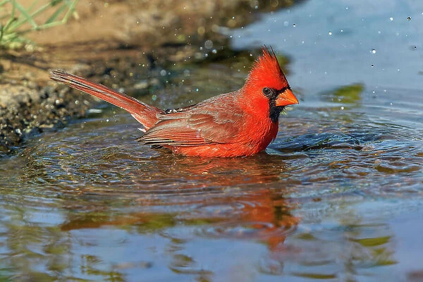 Male Northern Cardinal bathing. Rio Grande Valley, Texas Date: 25-04-2021