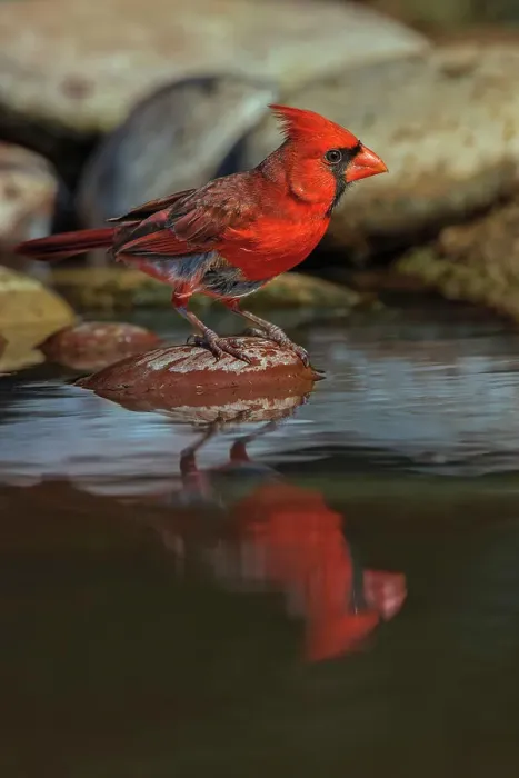 Framed Print : Male Northern Cardinal bathing in small desert pond, Rio Grande Valley, Texas Date: 24-04-2021 Framed Print : Male Northern Cardinal bathing in small desert pond, Rio Grande Valley, Texas Date: 24-04-2021