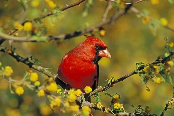 Male Northern Cardinal - sitting in huisache tree, Spring. Texas, USA. B6951