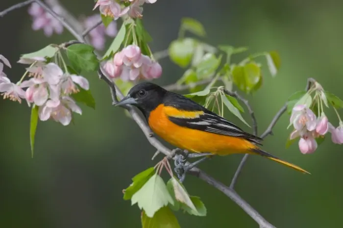 Framed Print : Male Northern Oriole or Baltimore Oriole Framed Print : Male Northern Oriole or Baltimore Oriole