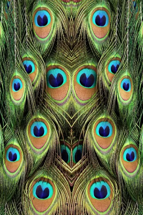 Framed Print : Male Peafowl feather pattern, Florida Date: 01-01-2000 Framed Print : Male Peafowl feather pattern, Florida Date: 01-01-2000