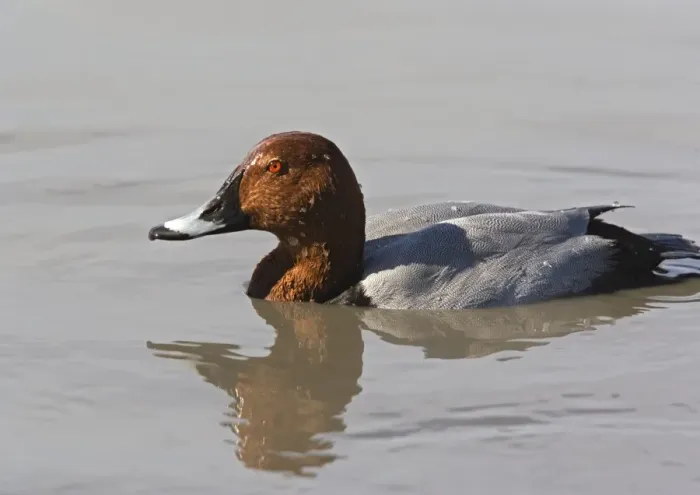 Framed Print : Male pochard, just surfaced from dive Framed Print : Male pochard, just surfaced from dive