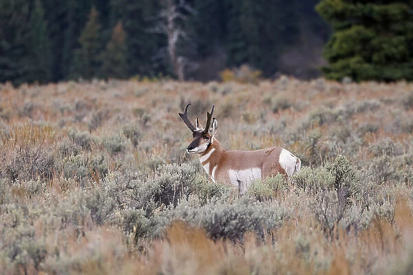 Male Pronghorn, Grand Teton National Park, Wyoming Date: 26-09-2020