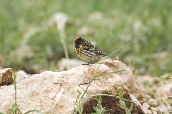 Male Red-fronted Serin - Southern Turkey May