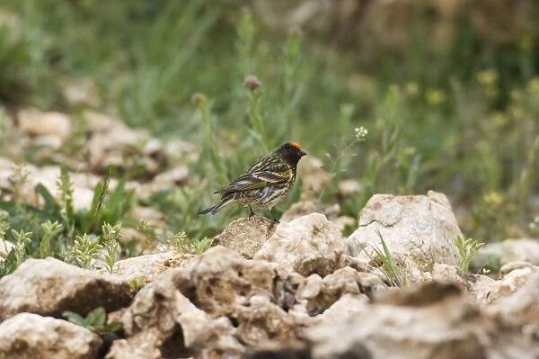 Male Red-fronted Serin. Southern Turkey May
