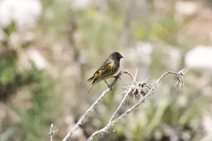 Framed Print : Male Red-fronted Serin Southern Turkey May Framed Print : Male Red-fronted Serin Southern Turkey May